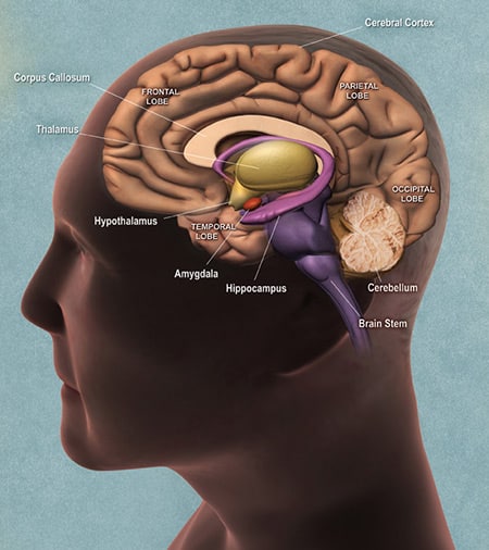 human_brainBFC25F0753DF