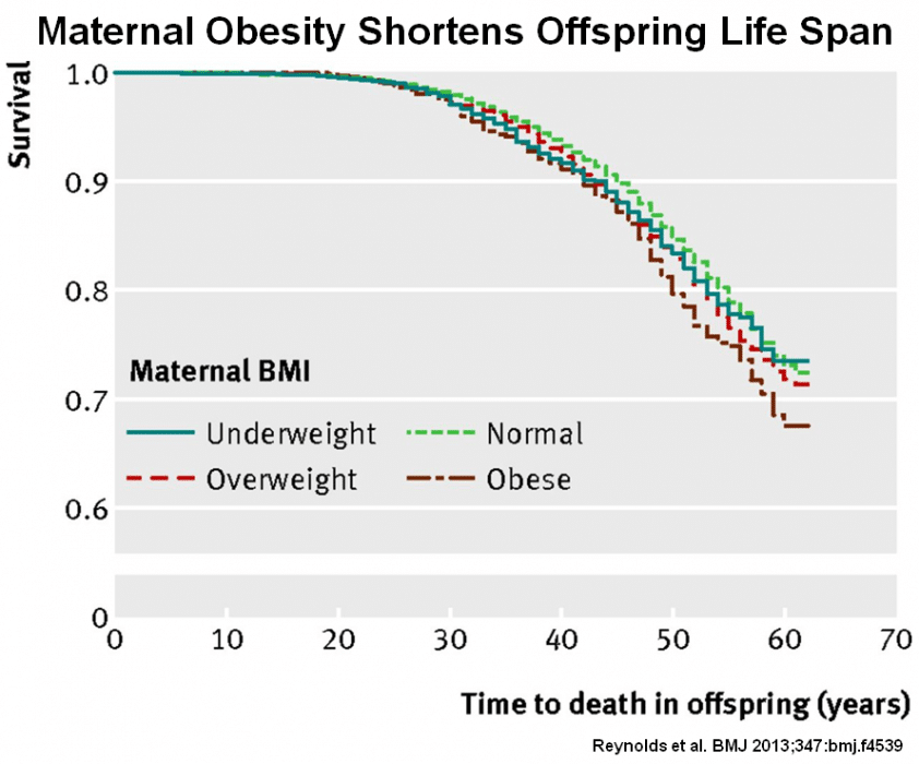 Obesity working thesis