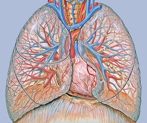 thoracic_anatomyEDD23EE0C764
