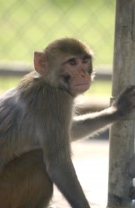 rhesus macaque