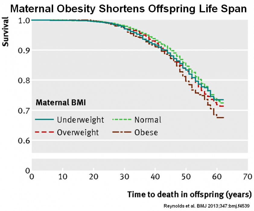 maternal-obesity-shortens-offspring-life-span