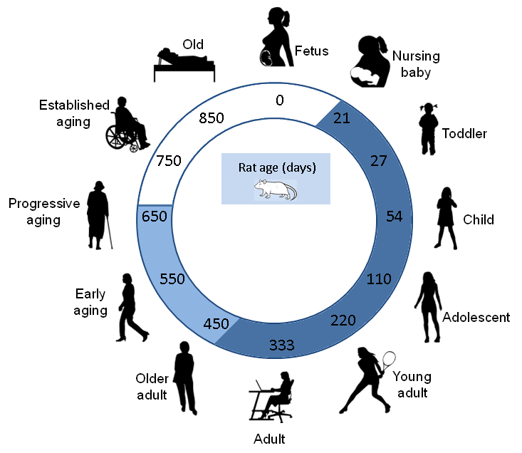 12 stage rat human age comparison for corticosterone