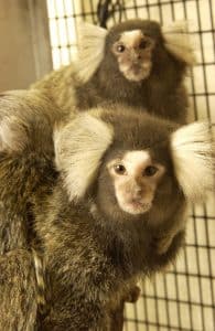 Marmoset monkeys