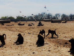 Male baboons