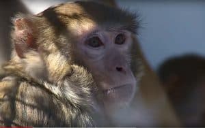 Rhesus macaque monkey