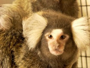 Marmoset monkey