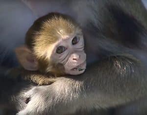 Infant rhesus macaque