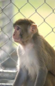 Rhesus macaque