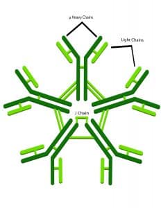IgM antibody illustration