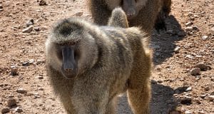 Baboon