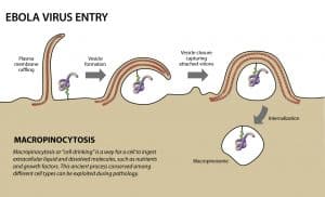 Ebola Virus Entry