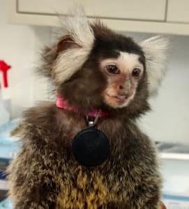 Marmoset wearing a Fitbit-like device