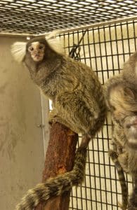 Marmosets