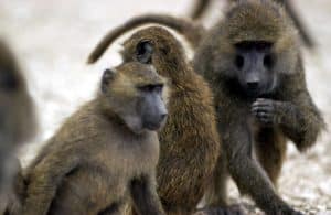 Baboons