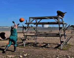 Working with Baboons