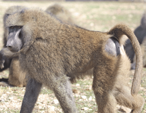Research animals