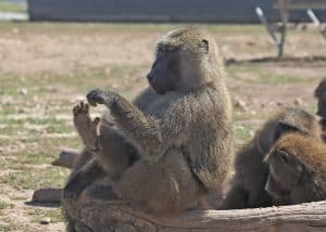 Baboons