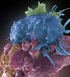 HIV-infected and uninfected immune cells