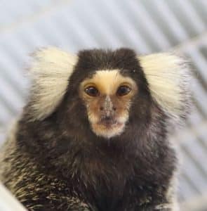 Marmoset