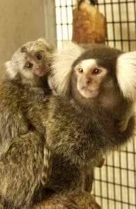 Marmosets