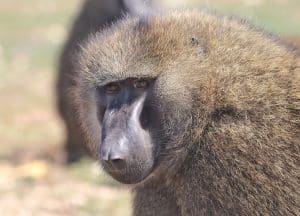 Baboon