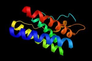 Leptin illustration