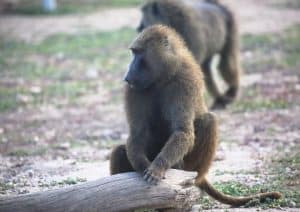 Baboons