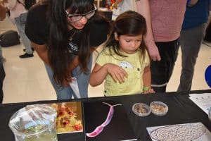 Child looking at a display
