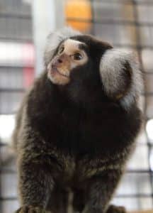 Marmoset