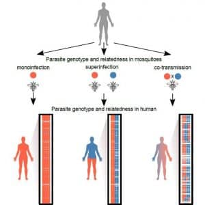 malaria transmission patterns