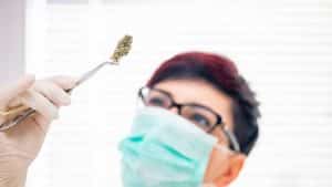 Stock imagery of a person in glasses and a mask examining a plant