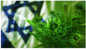 stock image of green plants in front of a flag with a blue star shape