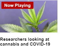 image of a plant with the words now playing in front of it with the caption researchers looking at cannabis and covid-19