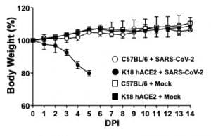 Graph showing weight loss in mice infected with SARS-CoV-2
