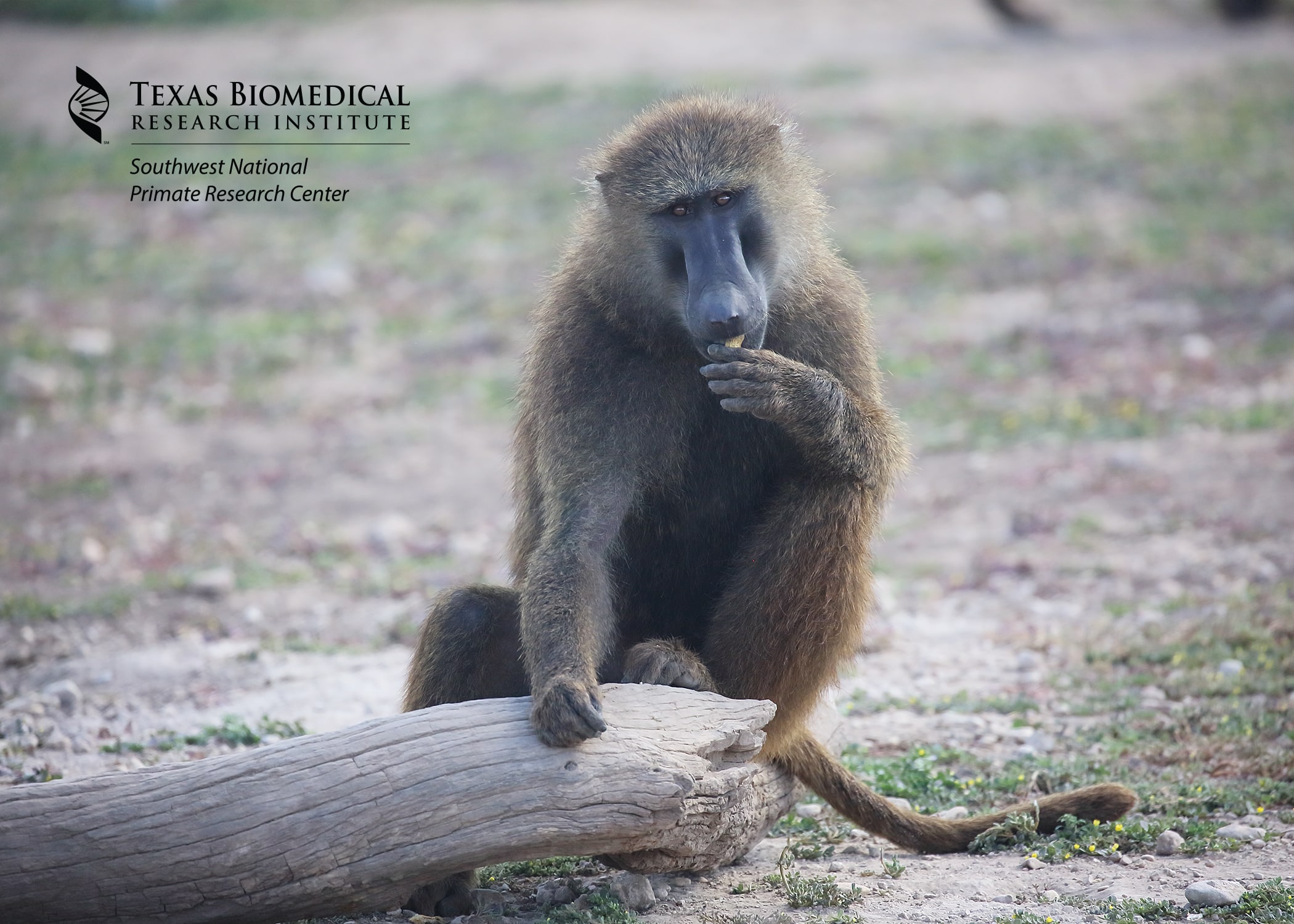 Southwest National Primate Research Center at Texas Biomed receives 37