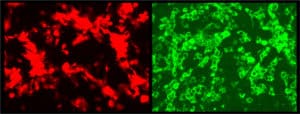 Reporter viruses express different colors for different variants of SARS-CoV-2