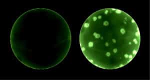 fluorescent protein gene