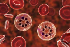 red blood cells infected with malaria parasite, schizont stage