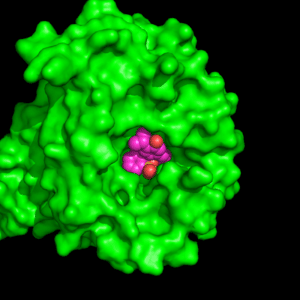 nipah virus protein