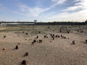 baboons with pumpkins