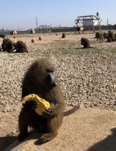 baboon with gourd