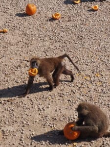 baboon with pumpkin in mouth