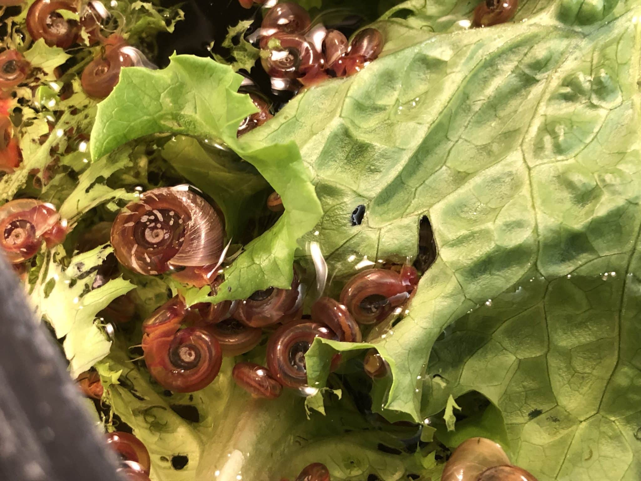 Unlocking the secrets of a critical schistosomiasis drug Texas Biomed