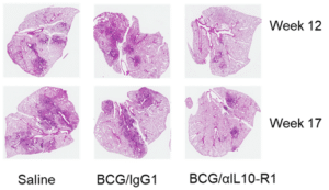 histology slides