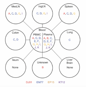 Chart showing SIV replication