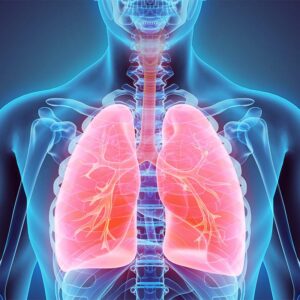 illustration of lungs
