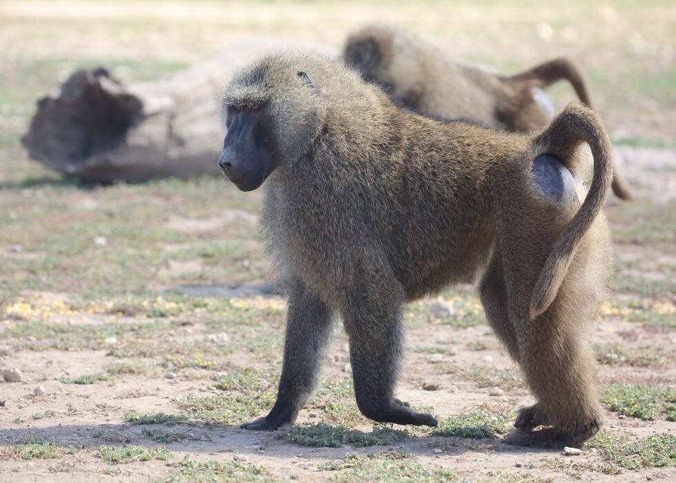 olive baboon
