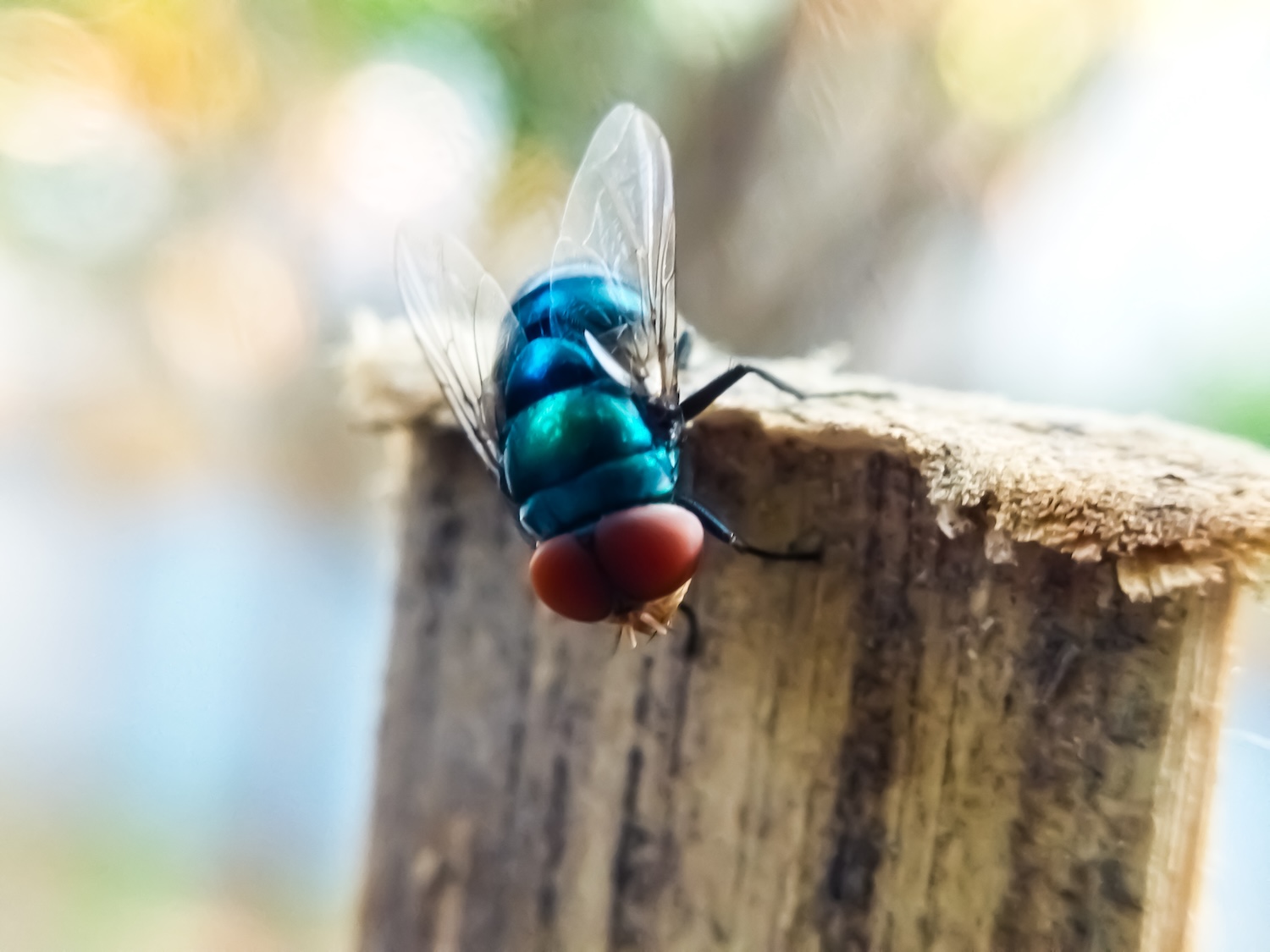 What is New World screwworm? Why Texans should be paying attention 