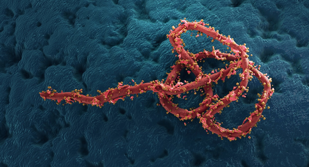 Ebola virus particle